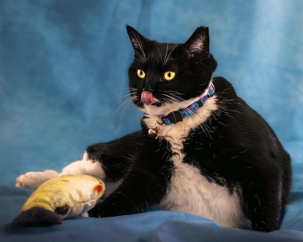 ¿Qué plantas de interior son tóxicas para los gatos?